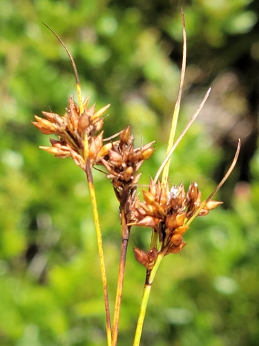 Image of Rhynchospora pineticola by (c) Jay Horn, some rights reserved (CC BY)
