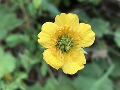 Geum sylvaticum
