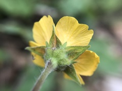 Geum sylvaticum