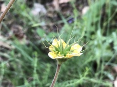 Geum sylvaticum