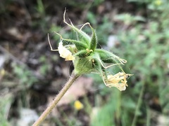 Geum sylvaticum