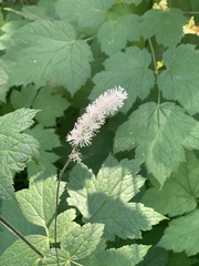 Actaea elata alpestris