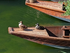 Anas platyrhynchos domesticus