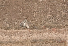 Mesoligia furuncula