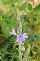 Veronica leiocarpa
