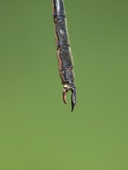 Somatochlora franklini