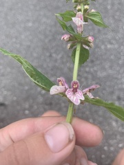 Stachys latidens