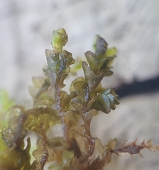 Jungermannia atrovirens