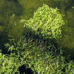 Chlorophyta