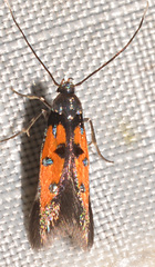 Chrysoclista linneella