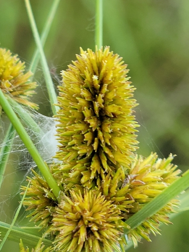 Image of Cyperus ovatus by (c) Jay Horn, some rights reserved (CC BY)