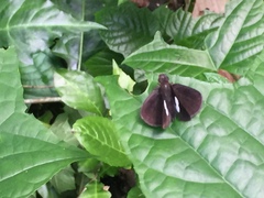 Notocrypta paralysos varians