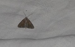 Mesoligia furuncula
