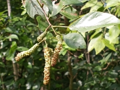 Alnus maritima