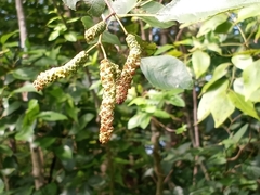 Alnus maritima
