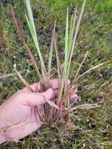 Image of Big Carpetgrass (Axonopus furcatus) by (c) Jay Horn, some rights reserved (CC BY)