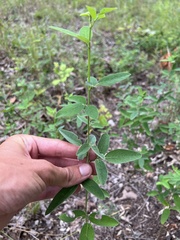 Desmodium obtusum