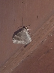 Triphosa dubitata