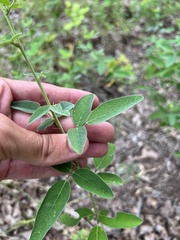 Desmodium obtusum