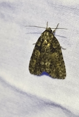 Acronicta increta