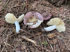 Russula zelleri