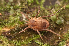 Lacinius ephippiatus