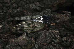 Graptopsaltria nigrofuscata