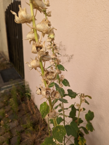 Alcea rosea