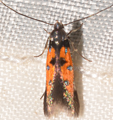 Chrysoclista linneella