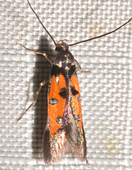 Chrysoclista linneella