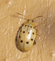 Walterianella durangoensis