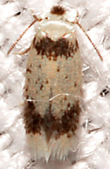 Stigmella macrocarpae