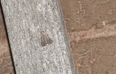 Mesoligia furuncula