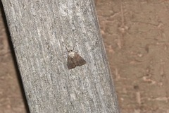 Mesoligia furuncula