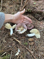 Russula zelleri