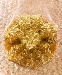 Cassiopea frondosa