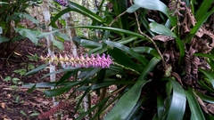 Aechmea gamosepala