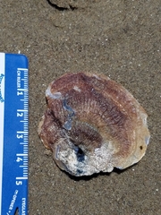 Tedinia pernoides
