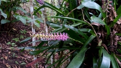 Aechmea gamosepala