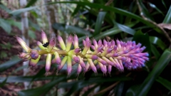 Aechmea gamosepala