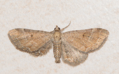Eupithecia simpliciata