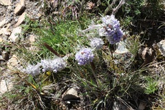 Ipomopsis globularis