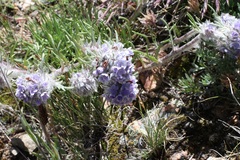 Ipomopsis globularis