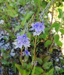 Veronica leiocarpa