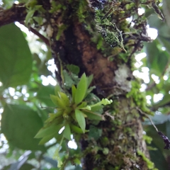 Zygostates alleniana