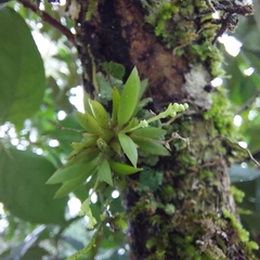 Zygostates alleniana
