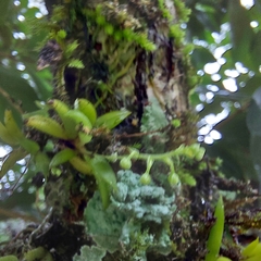Zygostates alleniana