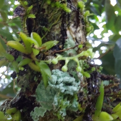 Zygostates alleniana