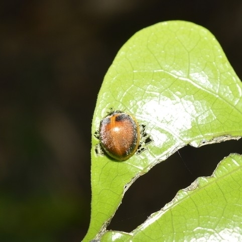 Adira obscurocincta