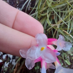 Tillandsia tenuifolia